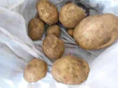 0704じゃがいものひみつ5